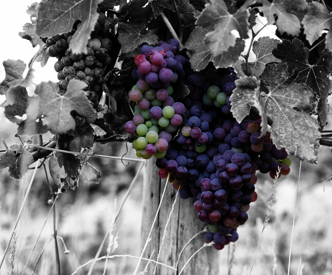 Longview nebbiolo 210220 01